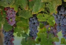 Blagdan Svetoga Martina