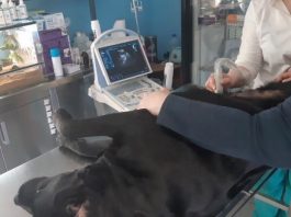 Treba li životinjama sistematski pregled?