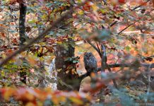 Foto kutak – ptičji svijet