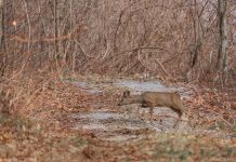 Foto kutak – plahe srne i jeleni