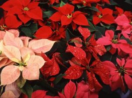 Kako održati božićnu zvijezdu na životu barem do Božića