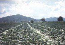 Dodjela potpora za poljoprivrednike na području Ogulina