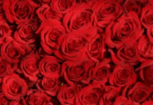 Kako i gdje provesti Valentinovo u našoj okolici