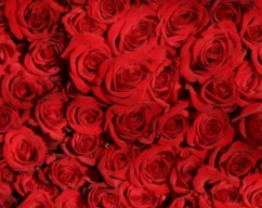 Kako i gdje provesti Valentinovo u našoj okolici