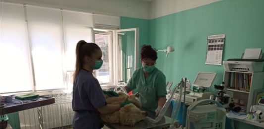 Korona i životinje: Što sa životinjama dok traje izolacija i samoizolacija