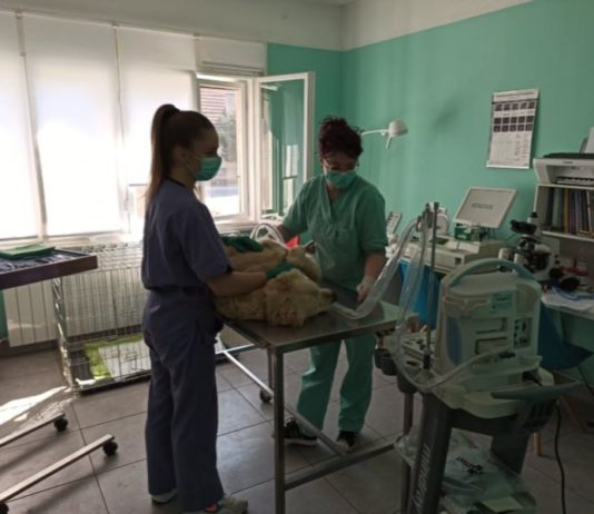 Dragan Rudančić: Općina Josipdol će sufinancirati kastraciju i sterilizaciju pasa i mačaka