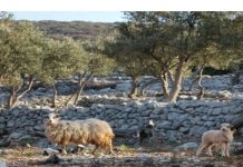 Nakon pola stoljeća Cres dobiva siranu od 5 milijuna kuna