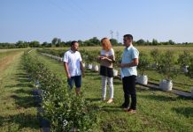 Mladi poljoprivrednici dobivaju beneficirani iznos potpore, a iznos potpore je od 2.000 do 10.000 kuna