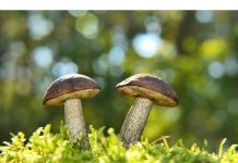Zadnja ljetna nedjelja za boravak vani