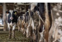 Belje preuzima Meggleov biznis, zadržat će 70% radnika