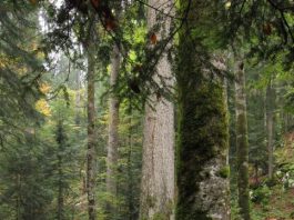 Najstarije izmjereno stablo na području NP Plitvička jezera