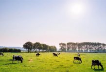 Program potpore primarnim poljoprivrednim proizvođačima vrijedan 70 milijuna kuna u postupku elektronskog savjetovanja