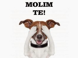 Čuvajte ljubimce svoje i tuđe: Recite ne petardama.