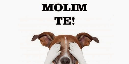 Čuvajte ljubimce svoje i tuđe: Recite ne petardama.