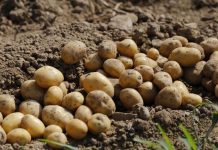 Proizvođači krumpira u velikim su problemima