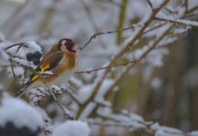 Čime hraniti ptice zimi? Kruhom svakako ne!