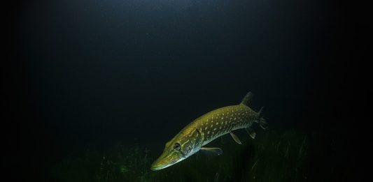 Štuka u lovostaju do travnja štuka