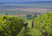 EU smanjenje uporabe pesticida znatno će utjecati na vinogradarstvo
