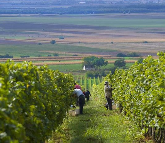 EU smanjenje uporabe pesticida znatno će utjecati na vinogradarstvo