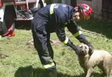 Vatrogasci u Ogulinu u akciji spašavanja – izvlačili ovčarku iz septičke jame