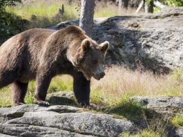 Je li medvjed koji je divljao Gorskim kotarom trebao biti odstrijeljen?