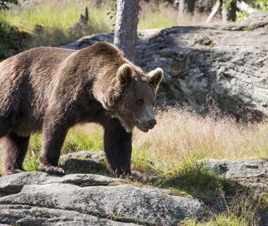 Je li medvjed koji je divljao Gorskim kotarom trebao biti odstrijeljen?