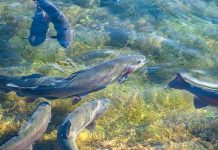 Natječaj za najam mrjestilišta Vitunj – Ogulin