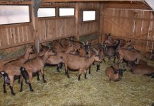 Sir šampion kvalitete dolazi iz Munjave Modruške kod Josipdola