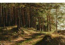 Objavljeni natječaji vrijedni 145 mln kuna za modernizaciju šumarske i drvoprerađivačke djelatnosti