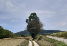 Općini Josipdol za projekt „Modernizacija nerazvrstanih cesta u naselju Cerovnik“ odobreno je financiranje u iznosu 337.000,00 kuna.
