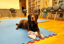 Kujica Saša predstavila svoju slikovnicu u Knjižnici Ogulin zajedno sa svojom vlasnicom i autoricom Sanjom Grašom