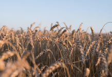 Nikad više novca za potpore poljoprivrednicima u Karlovačkoj županiji