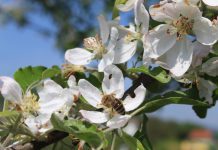 Karlovačka županija gradi održivu budućnost s pčelama: Poziv na sudjelovanje u istraživanju