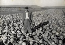 Utorkom iz arhiva Zavičajnog muzeja Ogulin – O poljoprivrednim Zadrugama