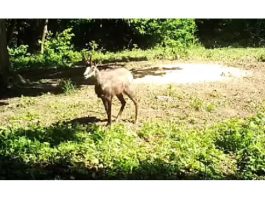 “Klečke” divokoze: ogulinski lovci i JV Natura viva surađuju na zaštiti balkanske divokoze