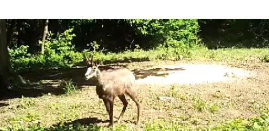 “Klečke” divokoze: ogulinski lovci i JV Natura viva surađuju na zaštiti balkanske divokoze