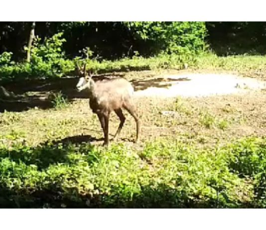 “Klečke” divokoze: ogulinski lovci i JV Natura viva surađuju na zaštiti balkanske divokoze