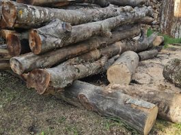 Predbilježja građana za ogrjevno drvo