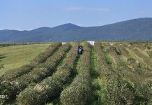Berba aronije iz eko uzgoja u Otoku Oštarijskom