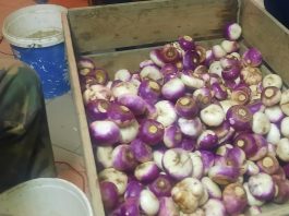 Najbolja repa u Turkovićima podno Kleka spremna za konzumaciju