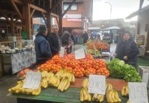 Plac srijedom, velik interes za srdele