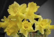 U subotu Dan narcisa