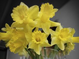 U subotu Dan narcisa