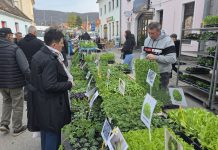 Stigle prve presadnice kao i maslinove grančice