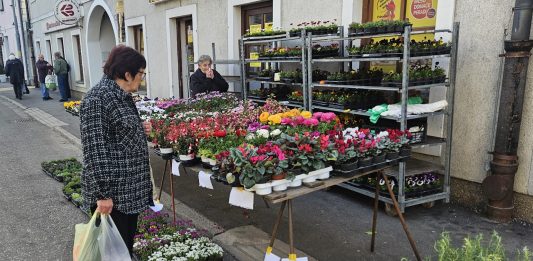 Velika ponuda sadnica voćaka i proljetnica