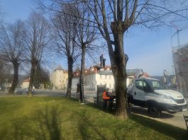 Proljetno orezivanje suhih grana na parkovnim stablima