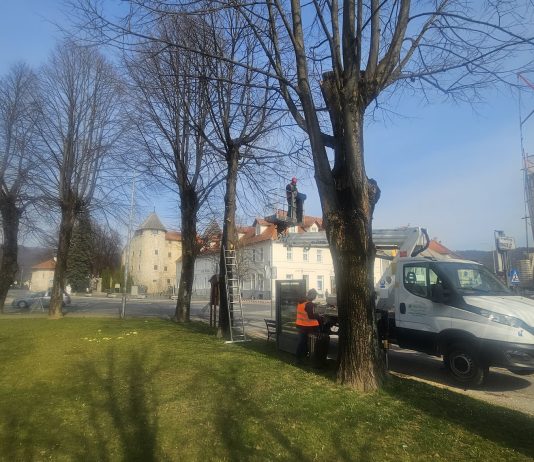Proljetno orezivanje suhih grana na parkovnim stablima
