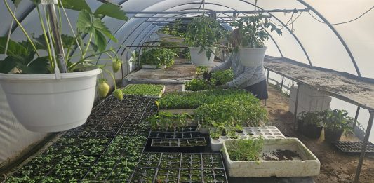 Vrijeme je za vrt: što saditi i kako pametno kombinirati biljke