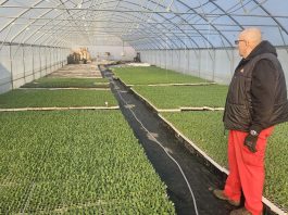 Pripreme za početak nove sezone proizvodnje zelja