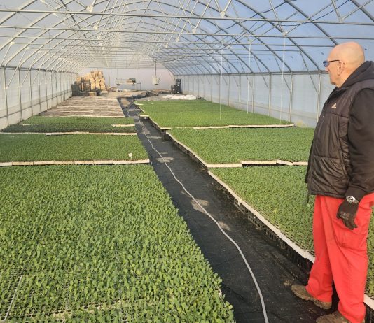 Pripreme za početak nove sezone proizvodnje zelja